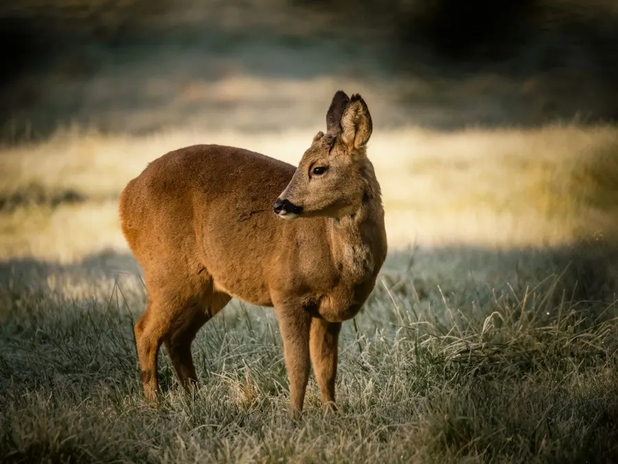 Roe deer standing in sunlit grass at the edge of woodland