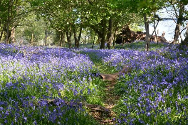 Bluebells carpeting a healthy woodland floor